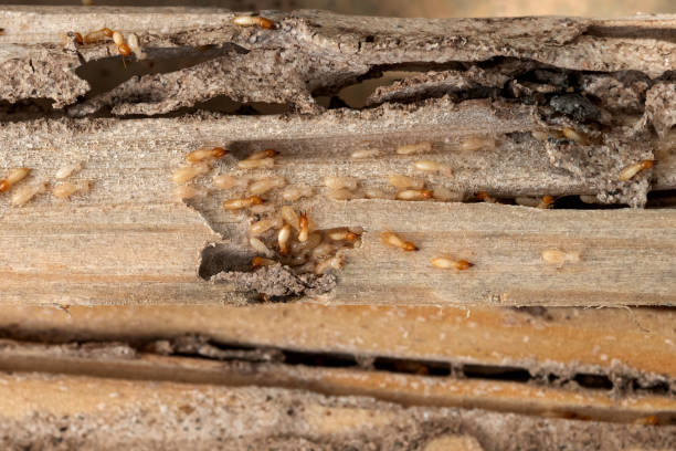 Best Ant Control Services  in Walnut, IL